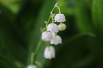 konwalia majowa Convallaria majalis