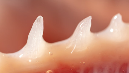 Sharp teeth of a trout fish as a background.