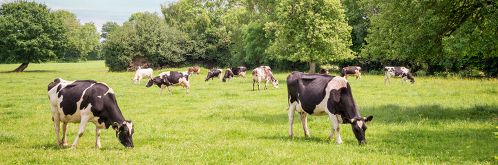 Panorama of black and white cows grazing on grassy green field in Normandy, France. Summer...