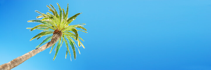 Looking up at leaning palm tree against blue sky, view from below, tropical travel and tourism panoramic background