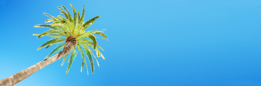 Looking up at leaning palm tree against blue sky, view from below, tropical travel and tourism panoramic background