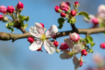 Apfelbaumblüten und Knospen vor blauem Himmel