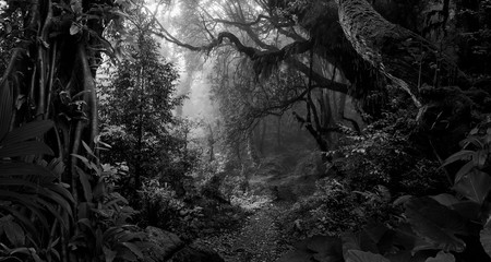 Deep tropical jungle in black and white