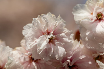 Zierkirschenblüte weiß mit Bokeh