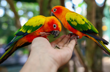 Two parrots eat sunflower seeds from the hands of a man in the park.