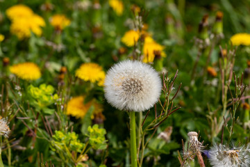 Löwenzahnwiese mit Pusteblume, Blüten und Gras - Fokus auf Pusteblume