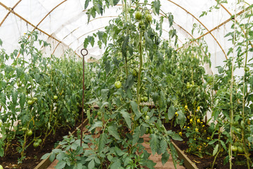 tomato bushes in the greenhouse
