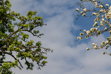 Bäume vor blauem Himmel