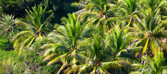 Palm trees grow in the park.