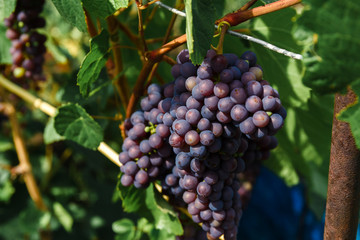 a large bunch of grapes in the garden