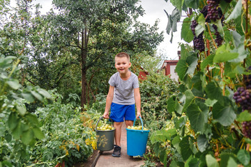 a smiling boy carries two buckets of pears. harvest in the garden. child helper