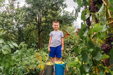 a smiling boy and two buckets of pears. harvest