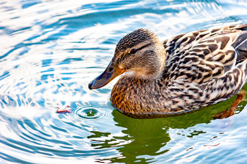 Wild duck Mallard swims on the lake.