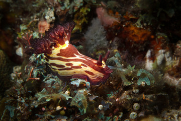 Fototapeta na wymiar Nudibranch Nembrotha mullineri. Underwater macro photography from Romblon, Philippines