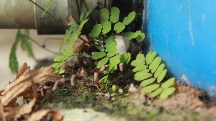 green plant growing in the ground