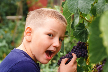 baby and a bunch of black grapes.