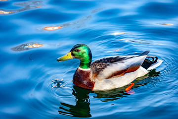 Wild duck Mallard swims on the lake.