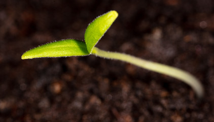 Tomato sprout emerges in the ground.