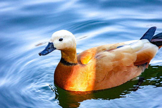 Wild duck Ogary swims on the lake.
