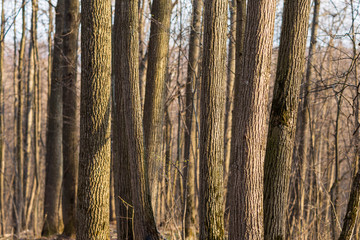 Fototapeta premium tree trunks taken in the April forest in Chuvashia in Russia