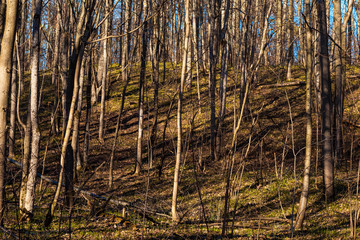 tree trunks and their shadows taken in the April forest in Chuvashia in Russia