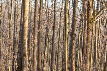 Obraz premium tree trunks taken in the April forest in Chuvashia in Russia