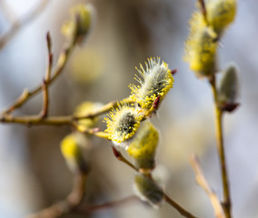 Flowers on willow branches in nature.