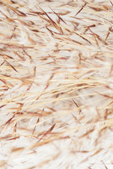 Dry brown and white grass flower background
