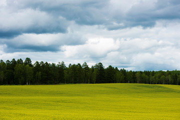 landscape of yellow rape flowers and green forest in Hulunbuir