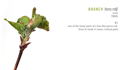 Obraz premium Plant branch with buds and small leaves isolated on white background