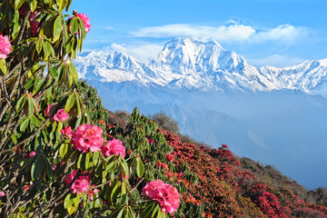 View of beautiful Himalayan mountains in Nepal with flower foreground - obrazy, fototapety, plakaty