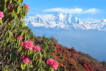Cercles muraux Annapurna View of beautiful Himalayan mountains in Nepal with flower foreground