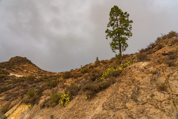 Pine on yellow rocks on the island of Gran Canaria in Spain