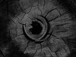 Black white grunge background. Cross section of a rotten stump or log. Wood grunge background. Hole and cracks in the cross section of an old dry stump.
