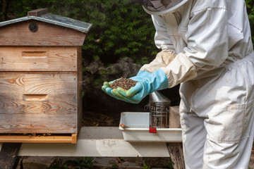 Apiculture - apiculteur tenant des abeilles mortes devant une ruche