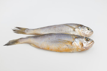 yellow corvina on white background