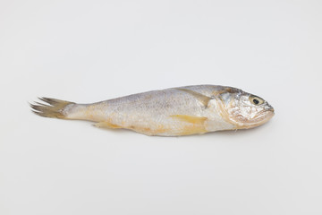 yellow corvina on white background