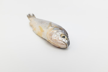 yellow corvina on white background
