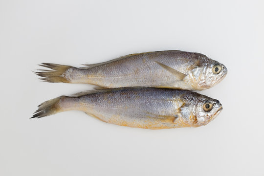 yellow corvina on white background