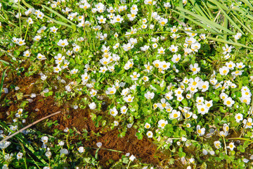 Beautiful blooming water-crowfoot in sunny April