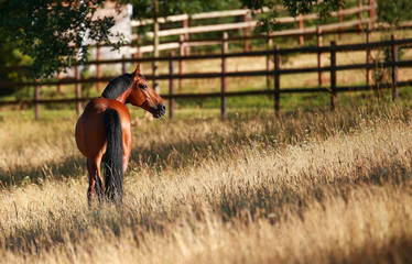 Horse in the pasture photographed from behind with a view to the right..