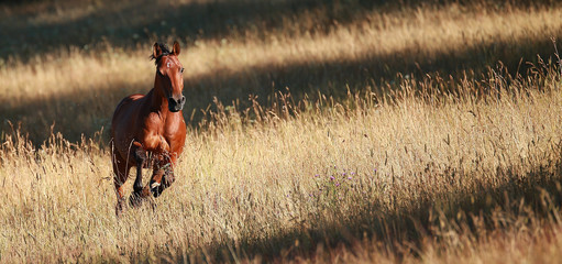 Horse galloping in the pasture..
