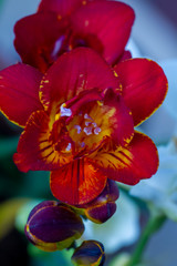 Freesia flowering plants in spring natural light