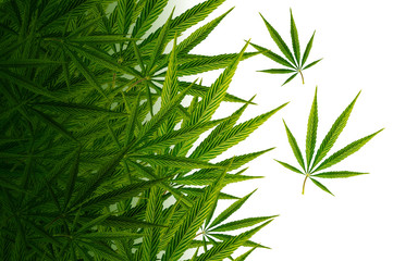 Fototapeta premium Cannabis - Ganja Leaves Background. Hemp Leaf Backdrop.