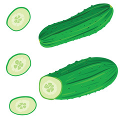 Fresh cucumber set with sliced, whole and slices isolated on whitebackground. Vector illustration in cartoon realistic style. Fresh vegetable, vegan, vegeterianism, salad ingredient, farm.
