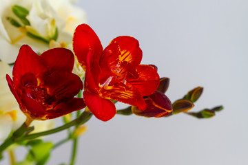 Freesia flowering plants in spring natural light