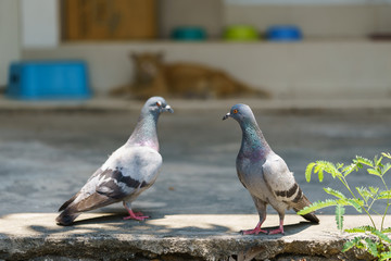 Two pigeons standing on the entrance to the house