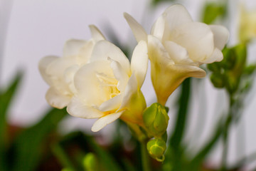 Naklejka na ściany i meble White freesia flowering plants in spring natural light