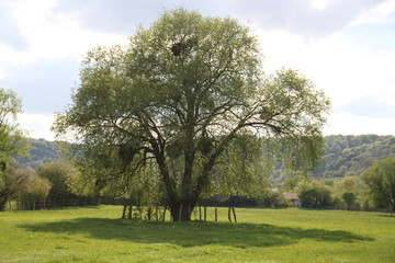 White willow ancient tree in the french meadow