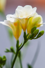 Freesia flowering plants in spring natural light